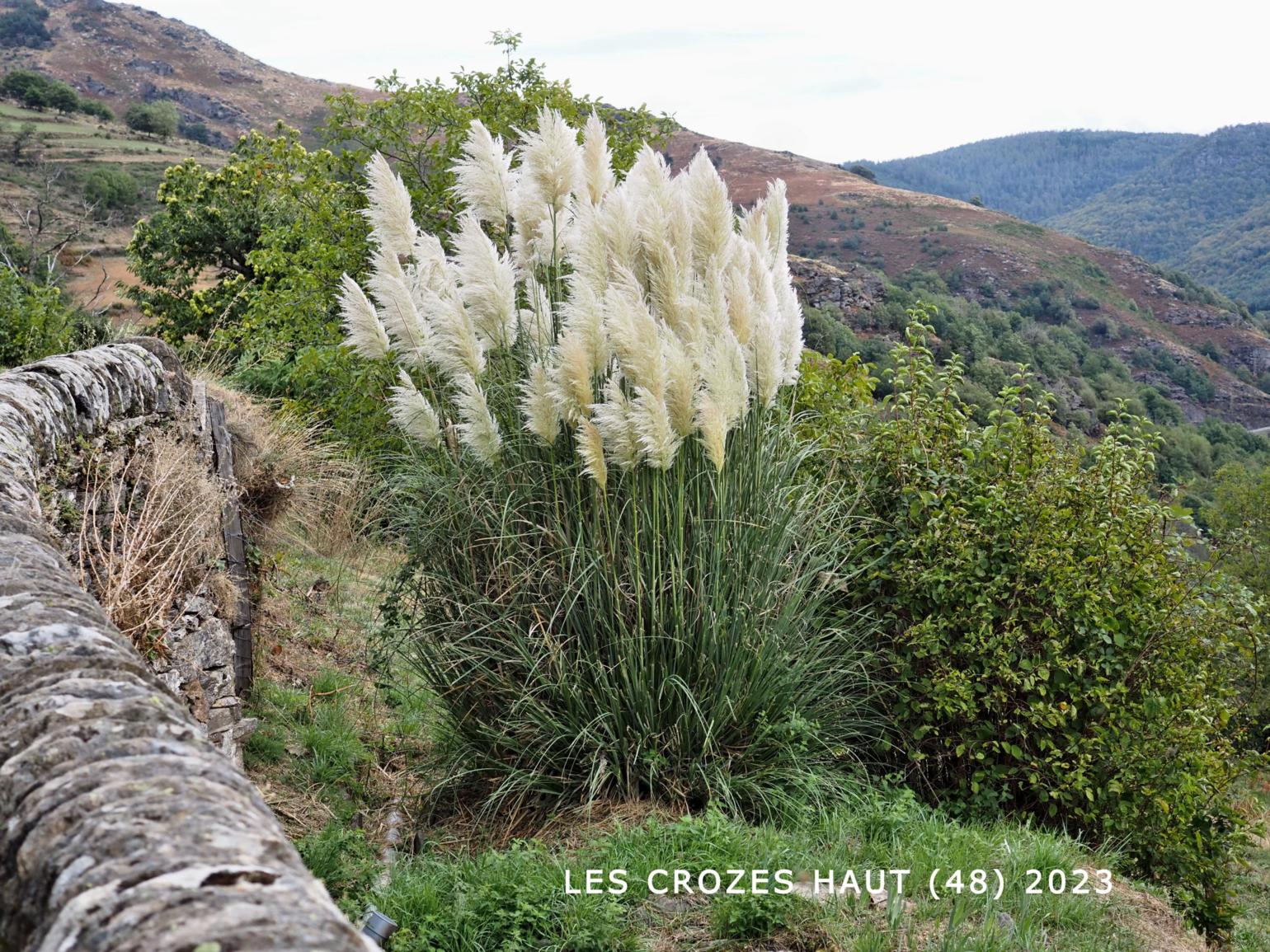 Pampas Grass